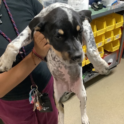 Shelter Stray Female Dog last seen , East District, TX, 355 Hillshire Dr, Haslet, TX 76052, USA