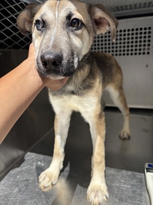 Shelter Stray Male Dog last seen Near HOMEDALE DR, East District,, 355 Hillshire Dr, Haslet, TX 76052, USA
