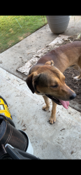 Found/Stray Male Dog last seen Camps out in the woods. 2 hses south., Little Rock, AR 72204