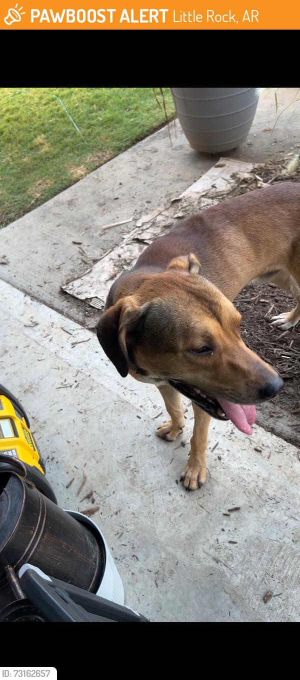 Found/Stray Male Dog last seen Camps out in the woods. 2 hses south., Little Rock, AR 72204