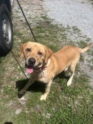 Shelter Stray Male Dog last seen Near GRIFFIN MILL RD EASLEY, SC 29640, PICKENS COUNTY, SC, 193 County Farm Rd, Pickens, SC 29671, USA