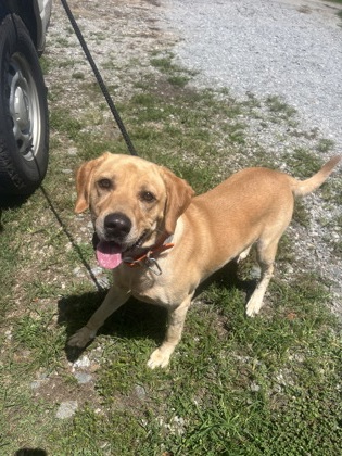 Shelter Stray Male Dog last seen Near GRIFFIN MILL RD EASLEY, SC 29640, PICKENS COUNTY, SC, 193 County Farm Rd, Pickens, SC 29671, USA