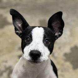 Shelter Stray Female Dog last seen Near ALANDALE WAY, Rancho Cordova, CA, 6201 Florin Perkins Rd, Sacramento, CA 95828, USA