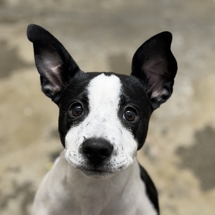 Shelter Stray Female Dog last seen Near ALANDALE WAY, Rancho Cordova, CA, 6201 Florin Perkins Rd, Sacramento, CA 95828, USA