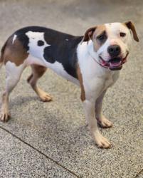Shelter Stray Female Dog last seen Near NINE TIMES RD SUNSET, SC 29685, PICKENS COUNTY, SC, 193 County Farm Rd, Pickens, SC 29671, USA