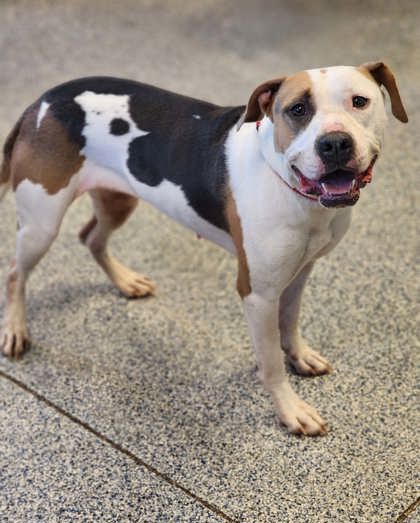 Shelter Stray Female Dog last seen Near NINE TIMES RD SUNSET, SC 29685, PICKENS COUNTY, SC, 193 County Farm Rd, Pickens, SC 29671, USA