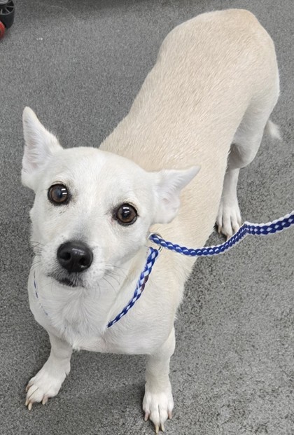 Shelter Stray Female Dog last seen spca, County,, 3000 Gibson St, Bakersfield, CA 93308, USA