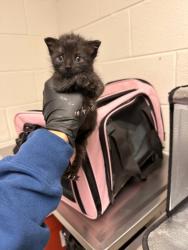 Shelter Stray Male Cat last seen Rohar Road, Knox County GP, TN, 3201 Division St, Knoxville, TN 37919, USA