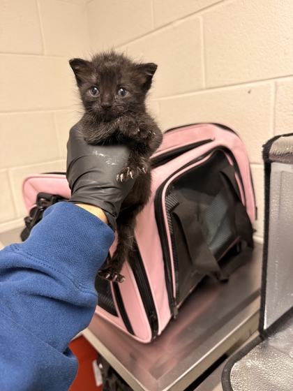 Shelter Stray Male Cat last seen Rohar Road, Knox County GP, TN, 3201 Division St, Knoxville, TN 37919, USA