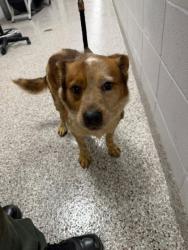 Shelter Stray Female Dog last seen Tryon Courthouse rd, County/Unicorporated, NC, 1491 Business Park Ct, Gastonia, NC 28052, USA
