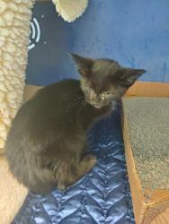 Shelter Stray Male Cat last seen Keith St and Clairemont Ave, City of Eau Claire, WI, 3900 Old Town Hall Rd, Eau Claire, WI 54701, USA
