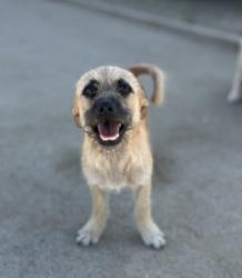 Shelter Stray Male Dog last seen N Clovis Ave & N Shasta Ave, Kerman Zone Fresno CO 1A 93630, CA, 1510 W Dan Ronquillo Dr, Fresno, CA 93706, USA