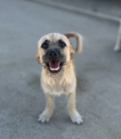 Shelter Stray Male Dog last seen N Clovis Ave & N Shasta Ave, Kerman Zone Fresno CO 1A 93630, CA, 1510 W Dan Ronquillo Dr, Fresno, CA 93706, USA