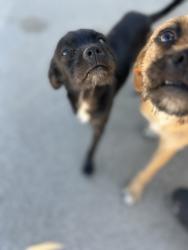 Shelter Stray Male Dog last seen N Clovis Ave & N Shasta Ave, Kerman Zone Fresno CO 1A 93630, CA, 1510 W Dan Ronquillo Dr, Fresno, CA 93706, USA