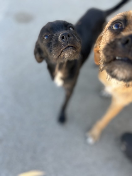 Shelter Stray Male Dog last seen N Clovis Ave & N Shasta Ave, Kerman Zone Fresno CO 1A 93630, CA, 1510 W Dan Ronquillo Dr, Fresno, CA 93706, USA