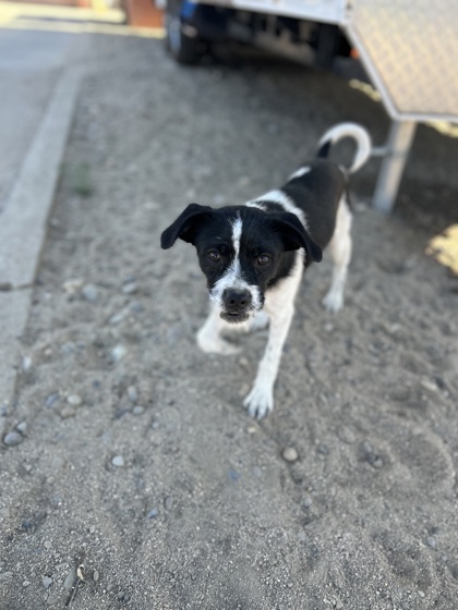 Shelter Stray Male Dog last seen N Clovis Ave & N Shasta Ave, Kerman Zone Fresno CO 1A 93630, CA, 1510 W Dan Ronquillo Dr, Fresno, CA 93706, USA