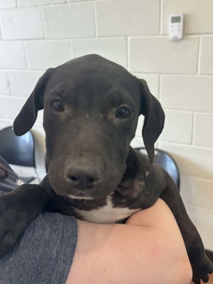 Shelter Stray Female Dog last seen Near Lockridge Ave, 70770, LA, 2550 Gourrier Ave, Baton Rouge, LA 70820, USA