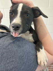 Shelter Stray Female Dog last seen Near Lockridge Ave, 70770, LA, 2550 Gourrier Ave, Baton Rouge, LA 70820, USA