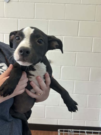 Shelter Stray Female Dog last seen Near Lockridge Ave, 70770, LA, 2550 Gourrier Ave, Baton Rouge, LA 70820, USA