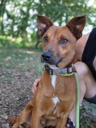 Shelter Stray Male Dog last seen Near E Henry st, CITY, SC, 150 Dexter Rd, Spartanburg, SC 29303, USA