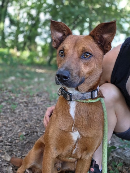 Shelter Stray Male Dog last seen Near E Henry st, CITY, SC, 150 Dexter Rd, Spartanburg, SC 29303, USA
