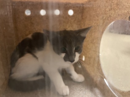 Shelter Stray Unknown Cat last seen Near Aspen Ln, Desoto, TX, 1150 E Pleasant Run Rd, Cedar Hill, TX 75104, USA