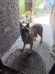Found/Stray Male Dog last seen carton pky, Waxahachie, TX 75165