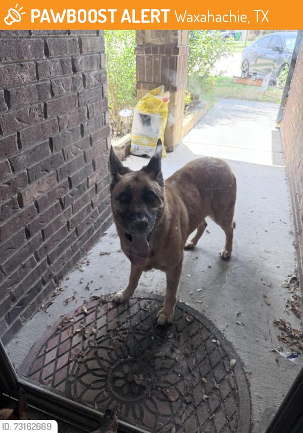 Found/Stray Male Dog last seen carton pky, Waxahachie, TX 75165