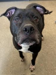 Shelter Stray Female Dog last seen E 120 & Union, 4th District, OH, 9203 Detroit Ave, Cleveland, OH 44102, USA