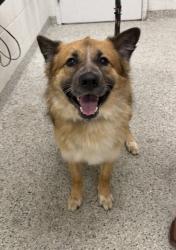 Shelter Stray Male Dog last seen NE 49th Ter & N Ewing Ave, KCMO, 64119, 64119, MO, 7077 Elmwood Ave, Kansas City, MO 64132, USA