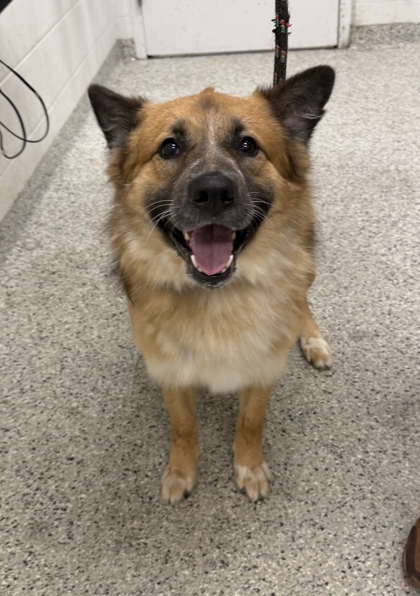 Shelter Stray Male Dog last seen NE 49th Ter & N Ewing Ave, KCMO, 64119, 64119, MO, 7077 Elmwood Ave, Kansas City, MO 64132, USA