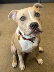 Shelter Stray Male Dog last seen Near Erwin, 1st District, OH, 9203 Detroit Ave, Cleveland, OH 44102, USA