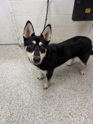 Shelter Stray Male Dog last seen Near E 63rd Street, 64110, MO, 7077 Elmwood Ave, Kansas City, MO 64132, USA