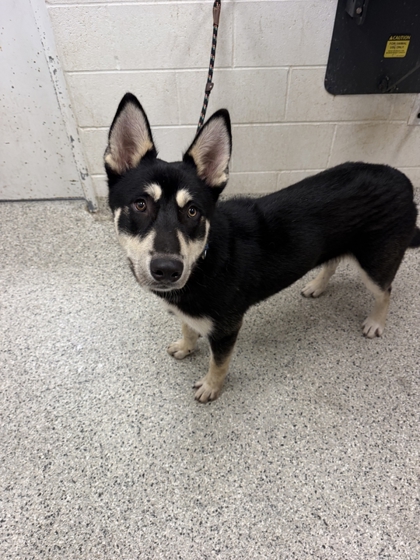 Shelter Stray Male Dog last seen Near E 63rd Street, 64110, MO, 7077 Elmwood Ave, Kansas City, MO 64132, USA