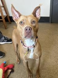 Shelter Stray Female Dog last seen Near Beachwood, 4th District, OH, 9203 Detroit Ave, Cleveland, OH 44102, USA