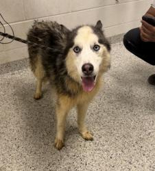 Shelter Stray Male Dog last seen N Woodland Ave & NE 114th Street, 64155, MO, 7077 Elmwood Ave, Kansas City, MO 64132, USA