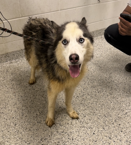 Shelter Stray Male Dog last seen N Woodland Ave & NE 114th Street, 64155, MO, 7077 Elmwood Ave, Kansas City, MO 64132, USA