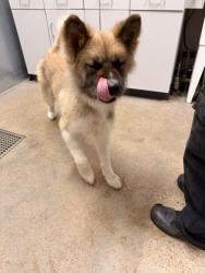Shelter Stray Male Dog last seen Near e 152, 5th District, OH, 9203 Detroit Ave, Cleveland, OH 44102, USA