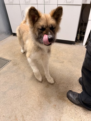 Shelter Stray Male Dog last seen Near e 152, 5th District, OH, 9203 Detroit Ave, Cleveland, OH 44102, USA