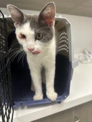 Shelter Stray Male Cat last seen Near Independence Ave, 64124, MO, 7077 Elmwood Ave, Kansas City, MO 64132, USA