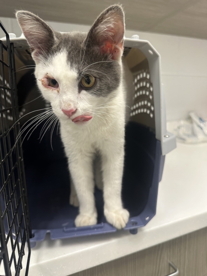 Shelter Stray Male Cat last seen Near Independence Ave, 64124, MO, 7077 Elmwood Ave, Kansas City, MO 64132, USA
