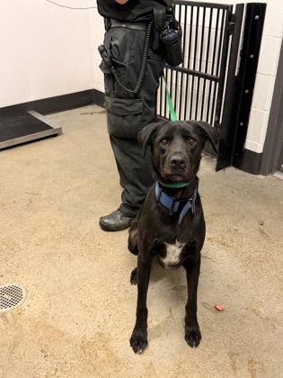Shelter Stray Male Dog last seen Near e 152, 5th District, OH, 9203 Detroit Ave, Cleveland, OH 44102, USA