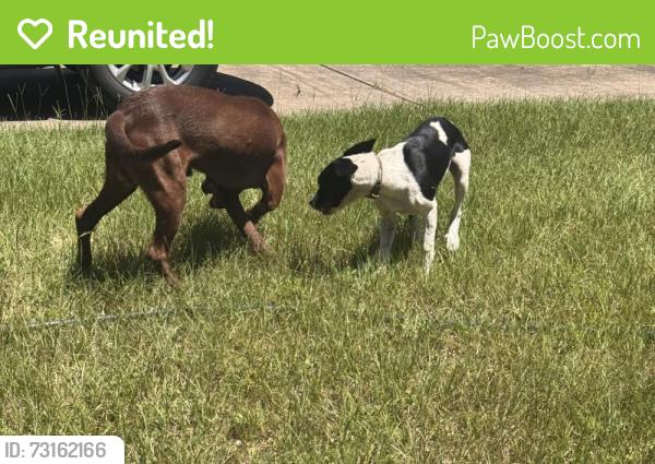 Reunited Male Dog last seen Patricia, lenora, Escambia County, FL 32506