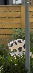 Reunited Unknown Dog last seen John st 21st st, Seattle, WA 98109