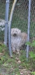 Found/Stray Unknown Dog last seen McCuiston Rd, Greensboro, NC 27407