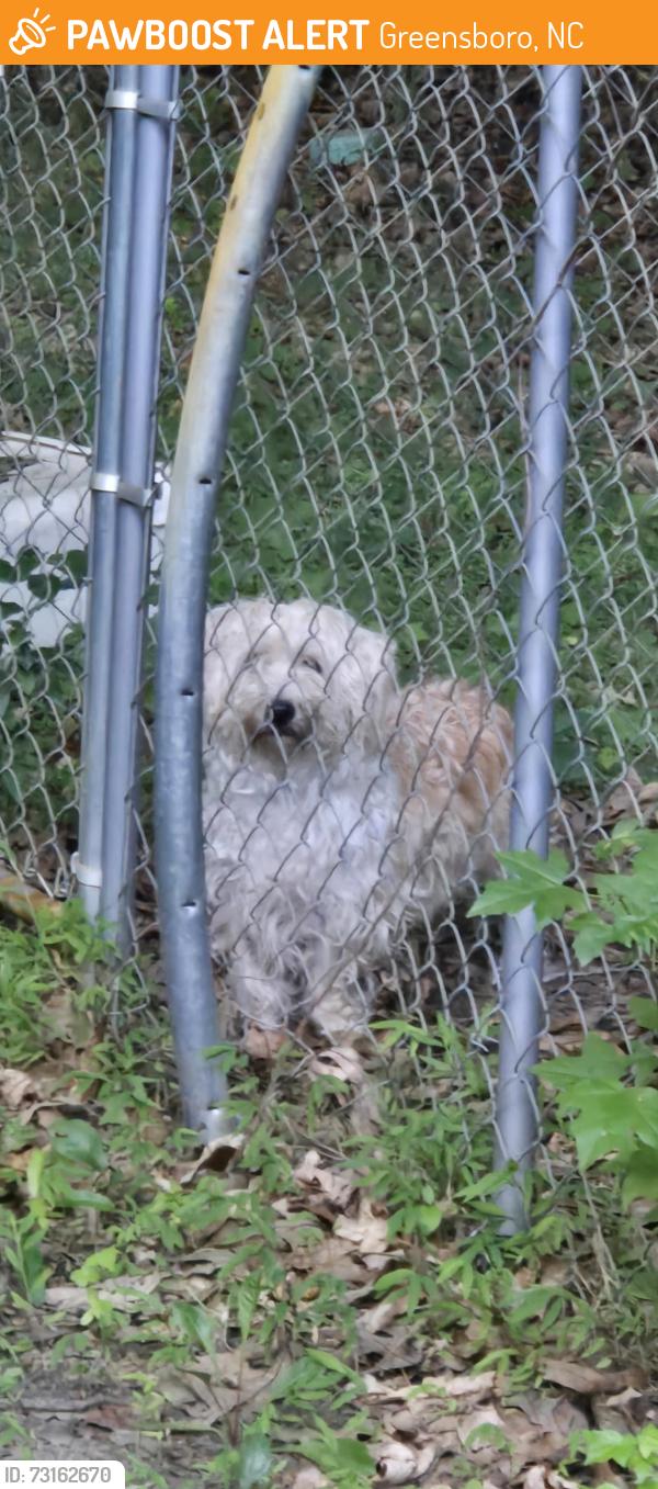 Found/Stray Unknown Dog last seen McCuiston Rd, Greensboro, NC 27407