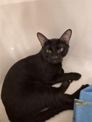 Found/Stray Male Cat last seen Port Townsend, Jumping Cholla, Tucson, AZ 85747