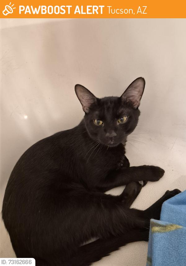 Found/Stray Male Cat last seen Port Townsend, Jumping Cholla, Tucson, AZ 85747