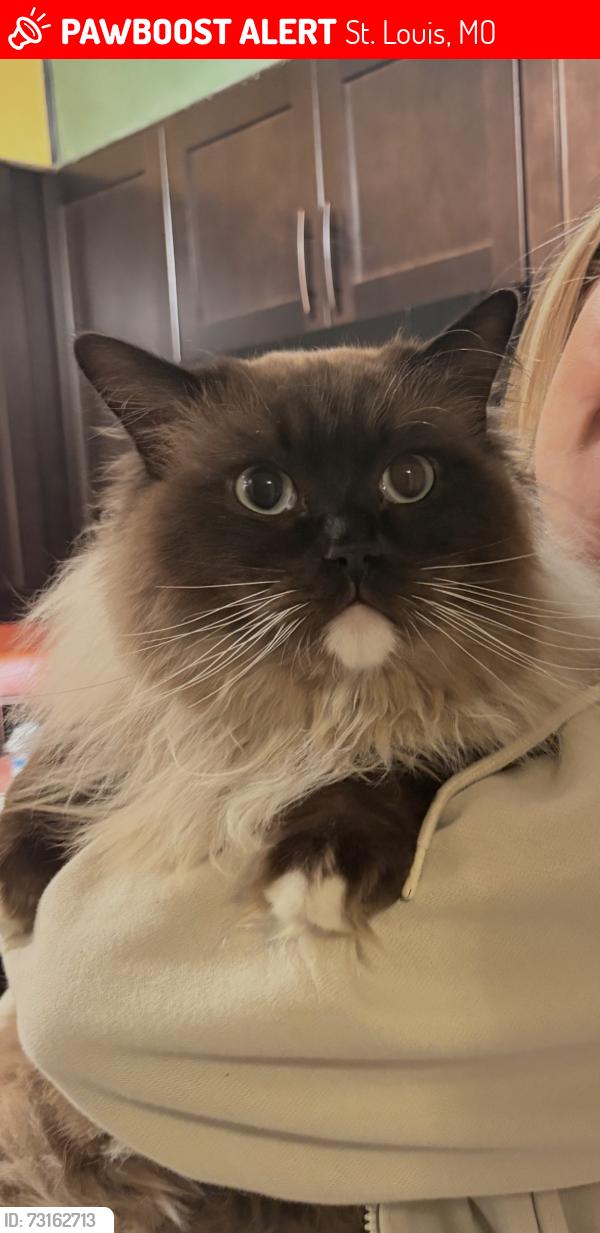 Lost Male Cat last seen Near Fontana Dr, St. Louis, MO 63146
