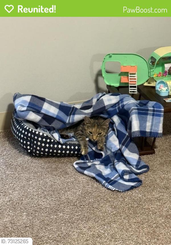 Reunited Female Cat last seen Near Bypass and Derry Way, Derry, NH 03038